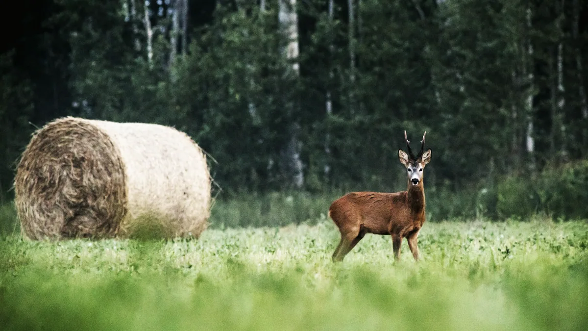 En rådjursbock står i högt gräs i en skogsbryn bredvid en rund höbal.