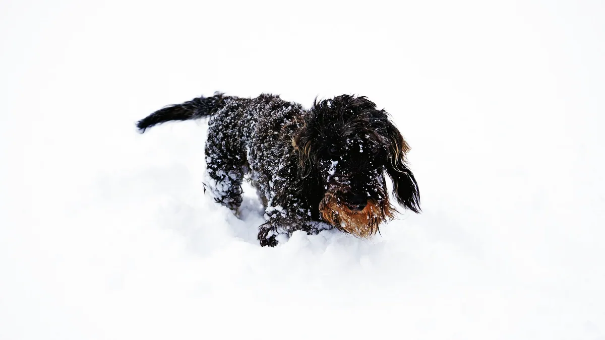 En strävhårig tax plöjer fram genom djup snö med snö i skägget.