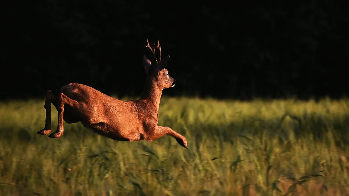 En rådjursbock i full fart över en sädesåker med mörk skog i bakgrunden.