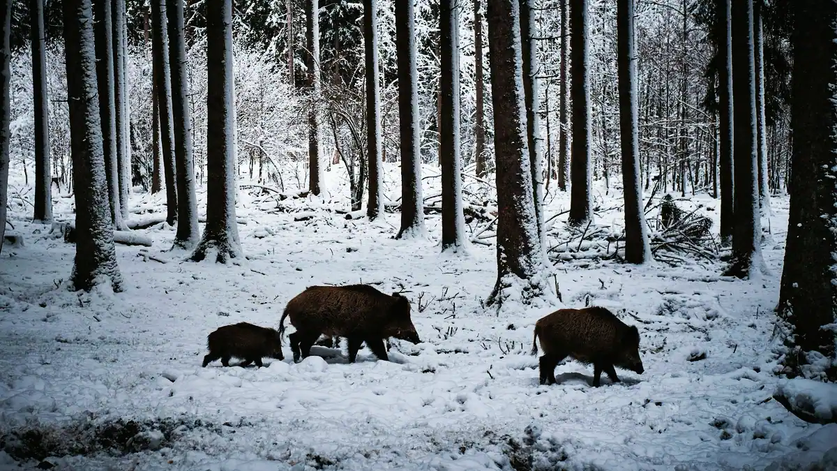 Två vuxna vildsvin och en kulting går genom en snötäckt granskog.